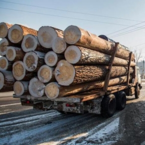 Правительство увеличило вывозные пошлины на необработанную древесину дальневосточных хвойных пород
